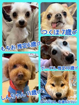 🐾今日の里親様募集中ワンコ🐶メンバーです🐾2023,3,4【保護犬カフェ天神橋店】